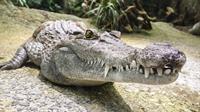 crocodile-1660512_1280.jpg