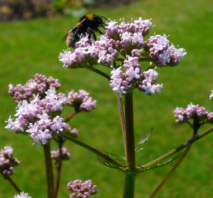 Valeriana_officinalis_2007-06-02_(flower_with_bee).png
