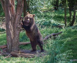brown-bear-in-a-tree-4337045_960_720.jpg