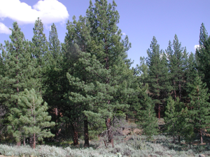 Jeffrey pine forest.png