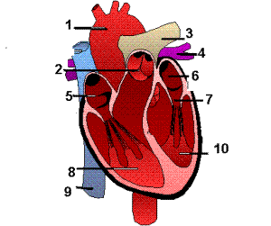 heart02ar9.GIF