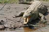 crocodile-945308_1280.jpg