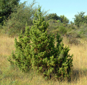 Juniperus communis 2.png